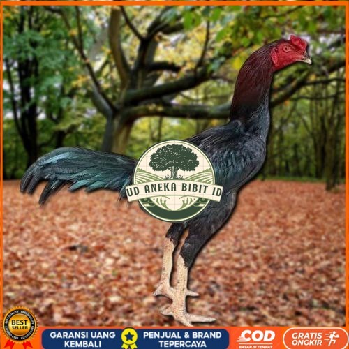 

Telur Ayam Pakhoy Vertil Siap Di Tetaskan Jaminan Super Oiginal Bergaransi UD ANEKA BIBIT ID