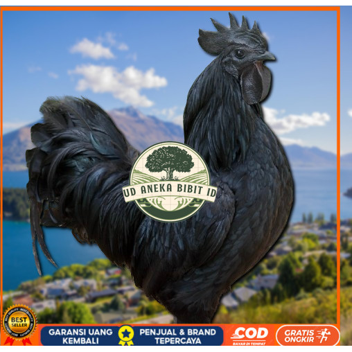 

telur ayam cemani lidah hitam ( asli ) bisa untuk di tetaskan jumbo UD ANEKA BIBIT ID