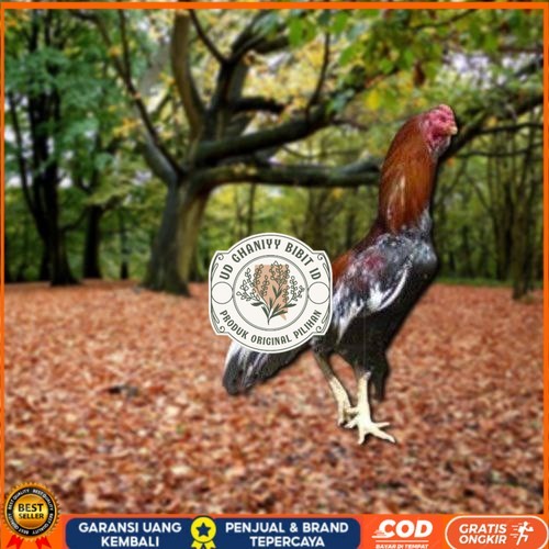 

Telur Ayam Pakhoy Super Vertil Siap Di Tetaskan Jaminan Super Oiginal Bergaransi Valid UD GHANIYY BIBIT ID