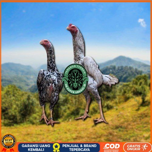 

telur tetas ayam shamo besar UD_SUPER_UNGGUL_ID