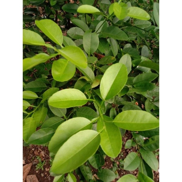 

Promo terlaris Daun Jeruk Segar Harum Buat Bumbu Masak termurah