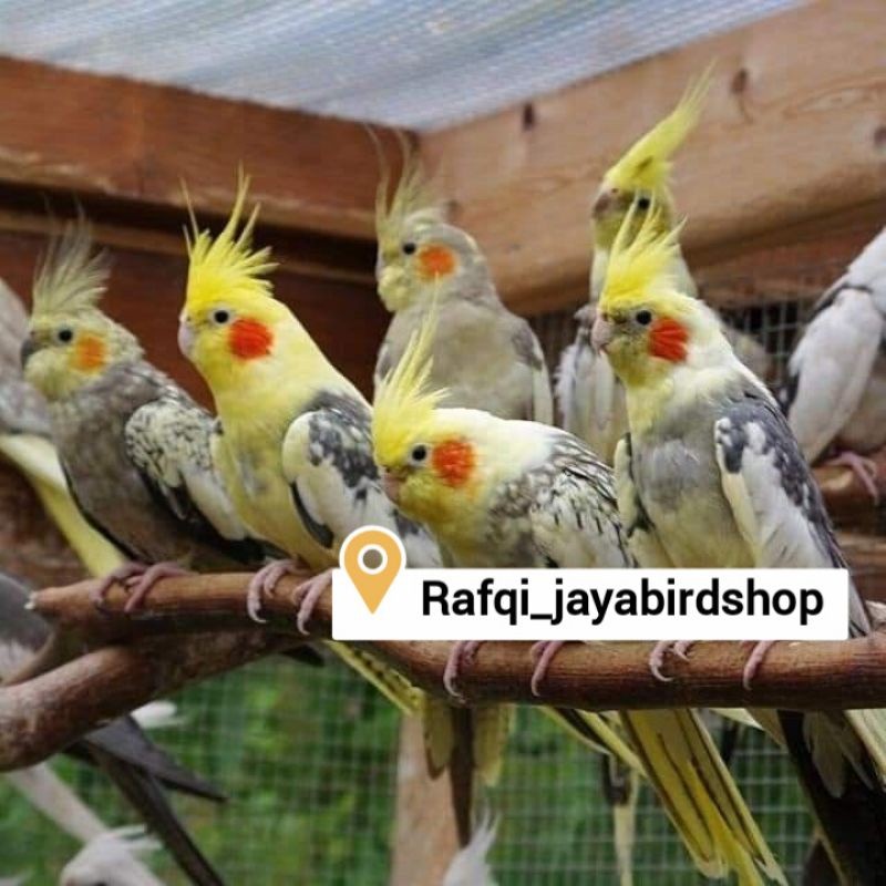 PARKIT AUSTRALI SATUAN/SEPASANG