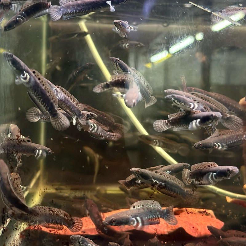 Pulchra blue 8-9 full pelet full dot  FREE PELET