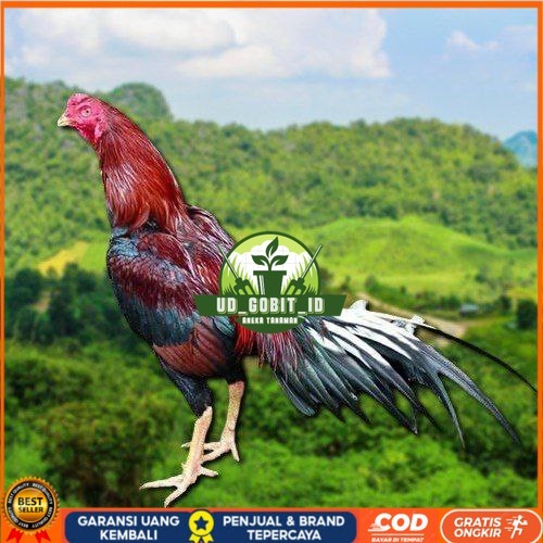 

TELUR AYAM EKOR LIDI KELABU (TERLARIS) UD_GOBIT_ID