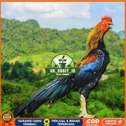 

telur ayam ekor lidi original bisa untuk di tetaskan UD_GOBIT_ID