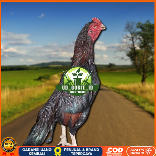 

telur ayam assel Parrot ori bisa untuk di tetaskan UD_GOBIT_ID