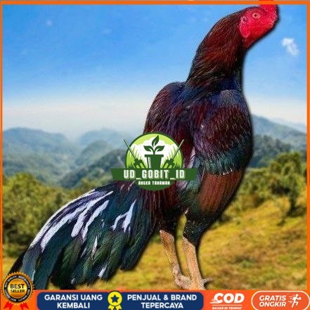 

telur ayam shamo eropa Ori petarung bisa untuk di tetaskan UD_GOBIT_ID