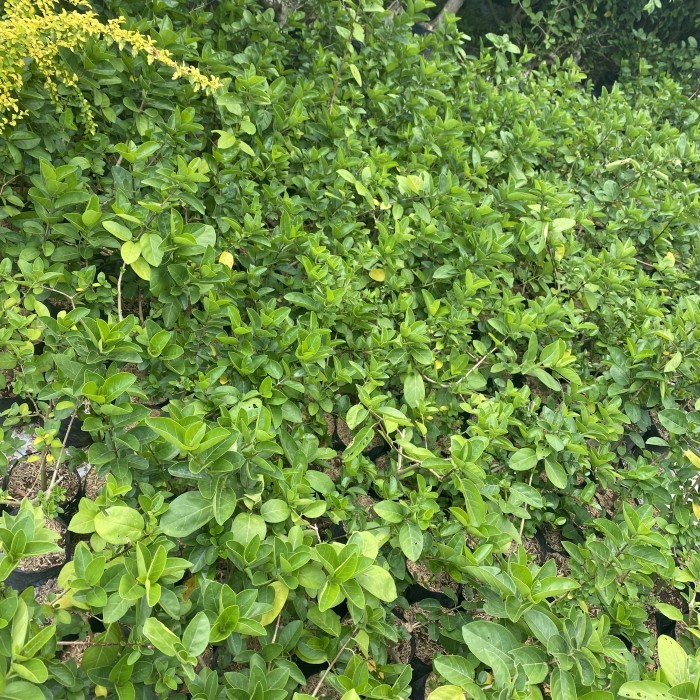 bahan bonsai sancang prospek siap kawat