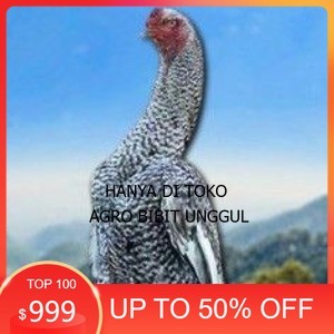 

telur tetas ayam shamo hias agro.bibit.unggul