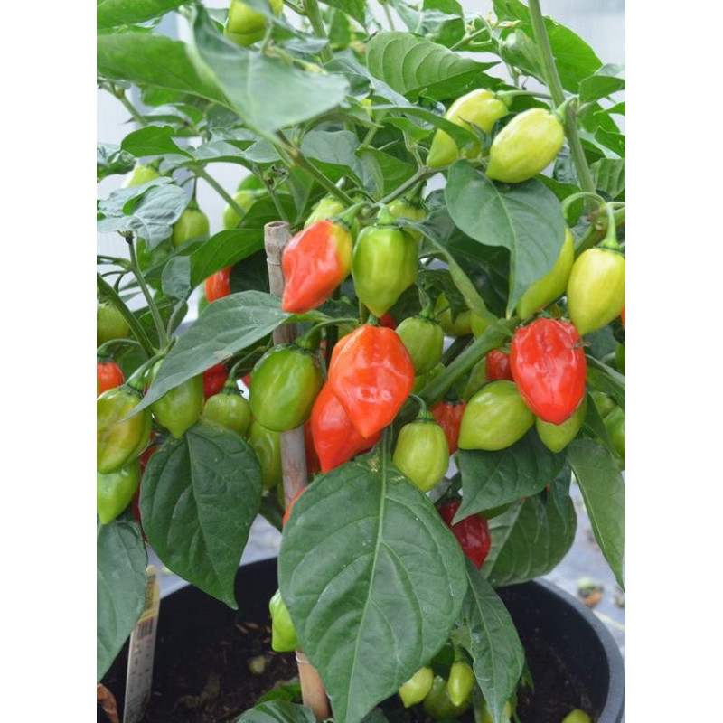 Bibit Tanaman Sayur CABE PAPRIKA - Bibit Pohon Cabai Paprika Reaper