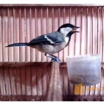 gelatik batu/wingko (masteran c.ijo,murai,kacer dll)