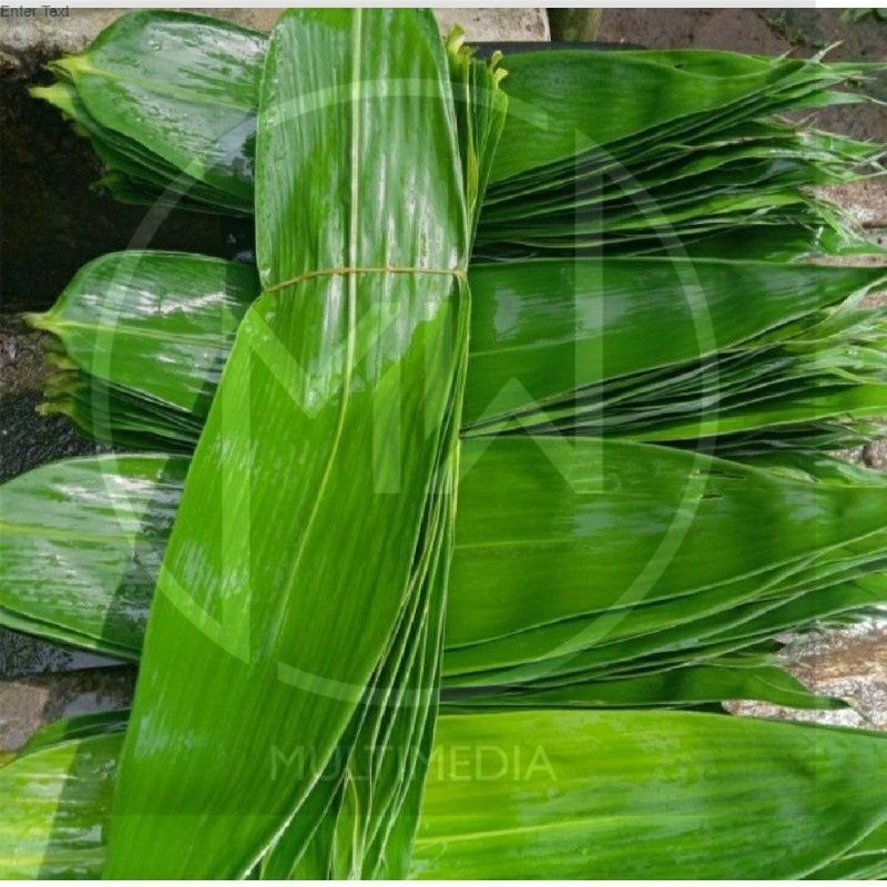 

Daun Bambu Daun Bambu Segar Bungkus Bakcang Ukuran Super - TOKO TANAMAN ABDI