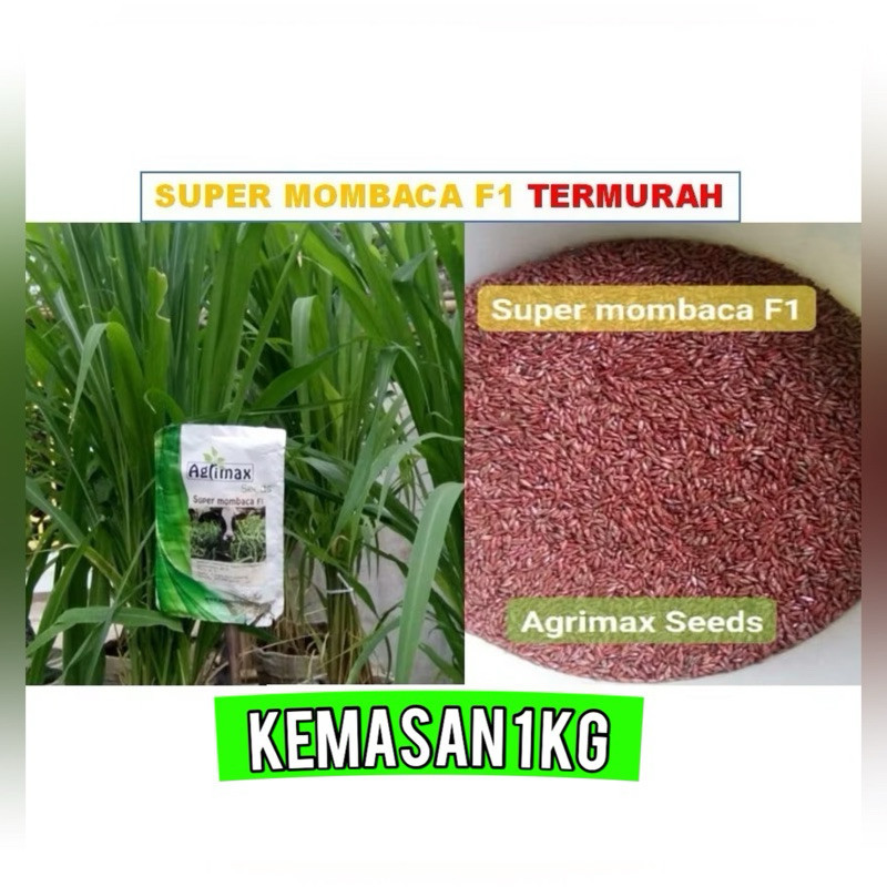 Benih Rumput Super Mombaca F1 asli 1kg Rumput Hidup Premium Benih Rumput Mombaca