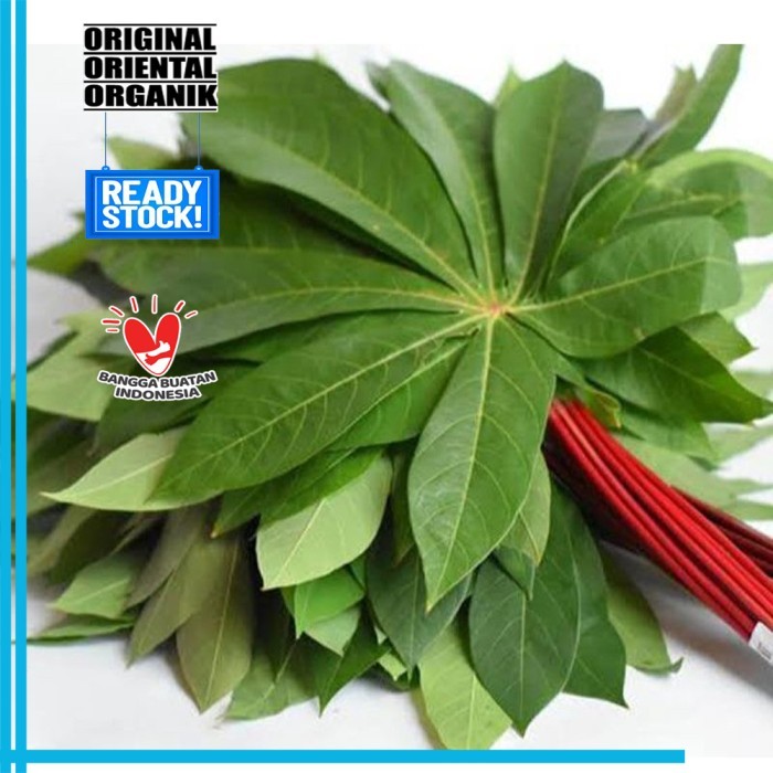 

Daun Singkong Sayur Segar 1 Kg Singkong Unggul Organik Food Grade Fresh