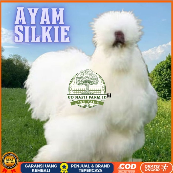 

telur ayam hias silkie bisa untuk di tetaskan original berkualitas UD NAFII FARM ID