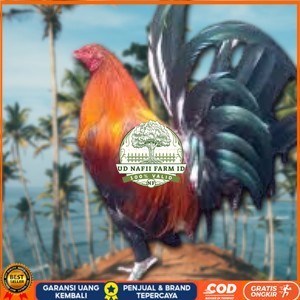 

telur ayam Philipin asli AK47 untuk di tetaskan UD NAFII FARM ID