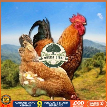 

telur tetas ayam shamo asli UD ANEKA BIBIT ID