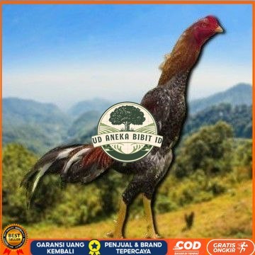 

Shamo Eropa Kelabu .Terlaris asli 100% UD ANEKA BIBIT ID
