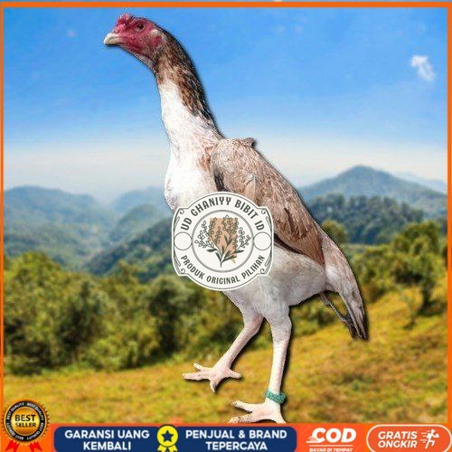 

telur fertil ayam shamo berkualitas super UD GHANIYY BIBIT ID