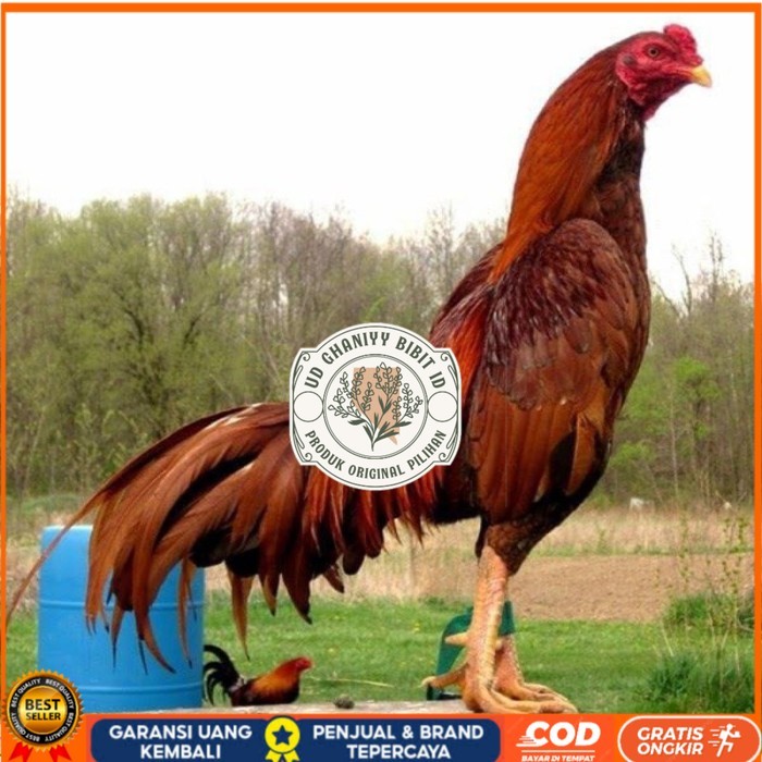 

BIRMA SUPER TELUR FRESH MURAHH.... original berkualitas UD GHANIYY BIBIT ID