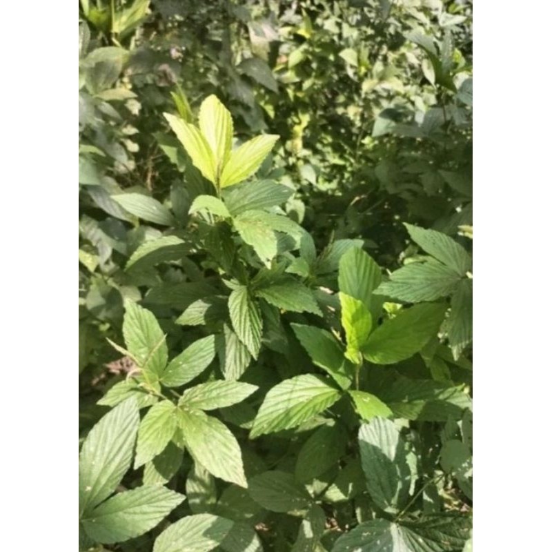 

daun opo-opo masih segar fres 1 iket besar