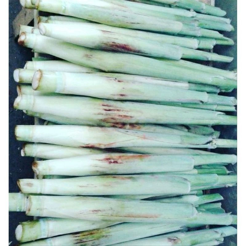 

Cod Terubuk Turubuk Terubus Telor Tebu endong bunga tebu sangat enak dan lezat .