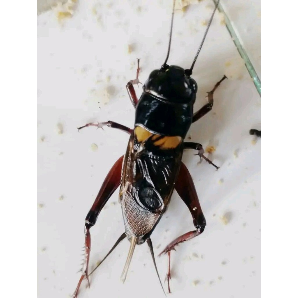 jangkrik aduan super Jangkrik Aduan Hidup / Jangkrik Genggong / Jangkrik Kalung /Jangkrik Sawah / ma