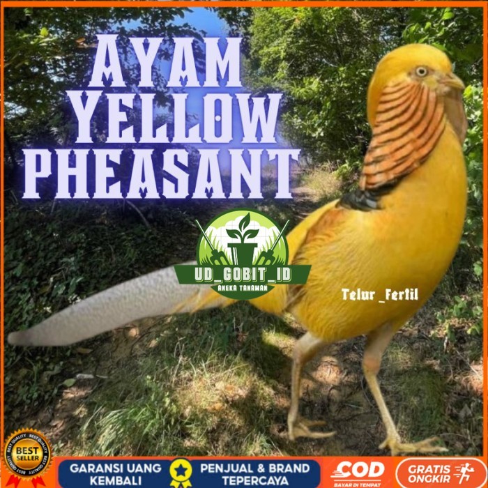 

telur ayam hias yellow pheasent untuk di tetaskan original berkualitas UD_GOBIT_ID