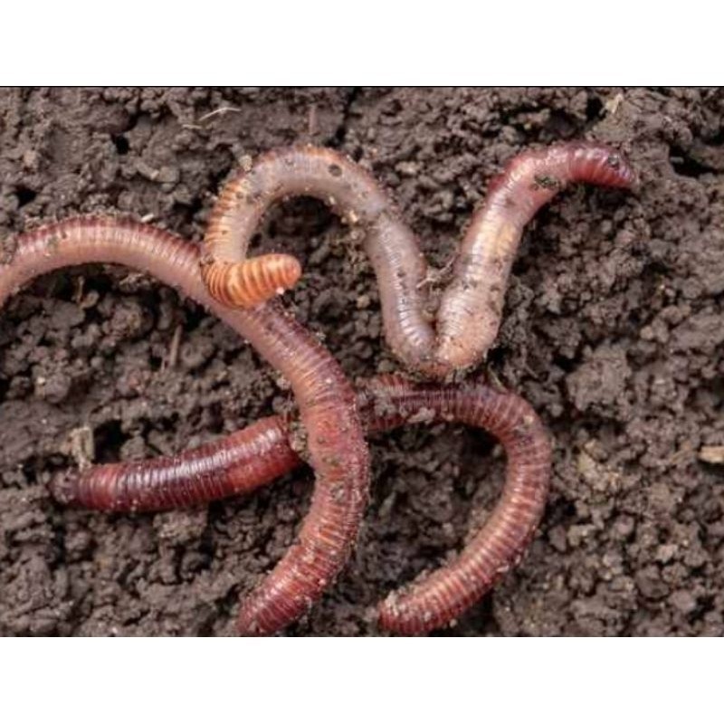 

New Promo Cacing Tanah Per 50PCS A.S