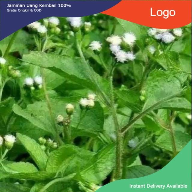 

Promo 200gr DAUN BANDOTAN SEGAR Daun BABADOTAN KISTA ASAM URAT DIABETES termurah