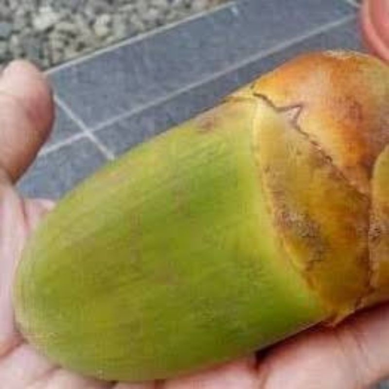 

New Promo Buruluk - Mbuluk - Tembuluk obat herbal diabetes per 10 pcs ready stok