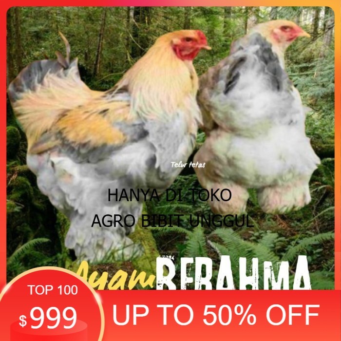 

telur ayam hias Berahma siap tetas original berkualitas agro.bibit.unggul