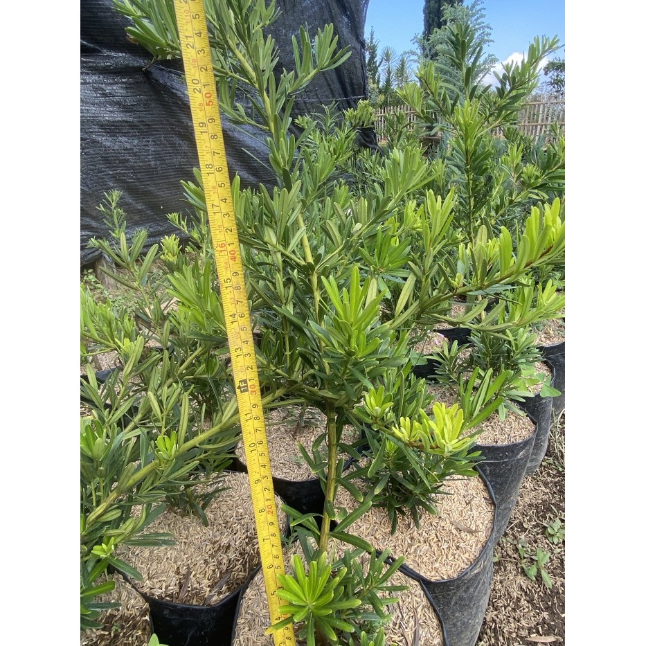 bahan bonsai lohansung kapsul, lohansung mawar tinggi 50cm-100cm.