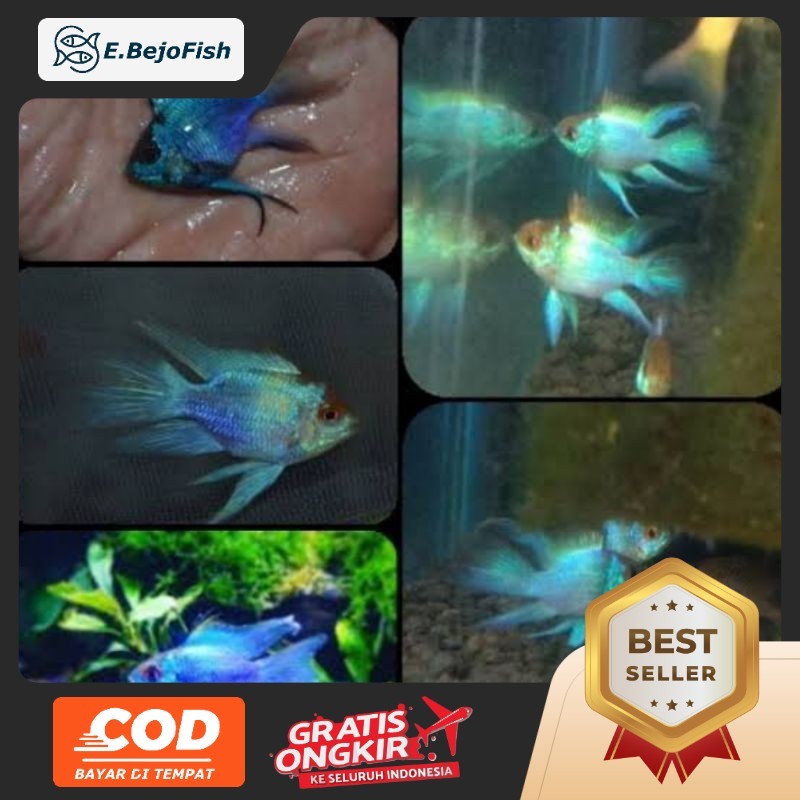 hiasan ramirezi blue elektrik aquarium