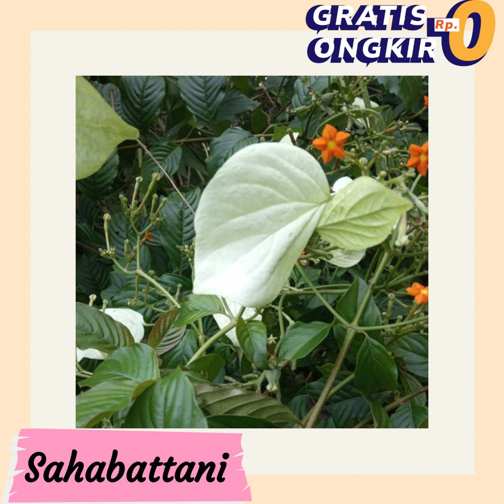 

Daun Kingkilaban Segar 1kg