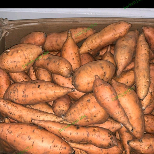 

Ubi Rambat Kuning 1Kg | Sayur Segar Medan