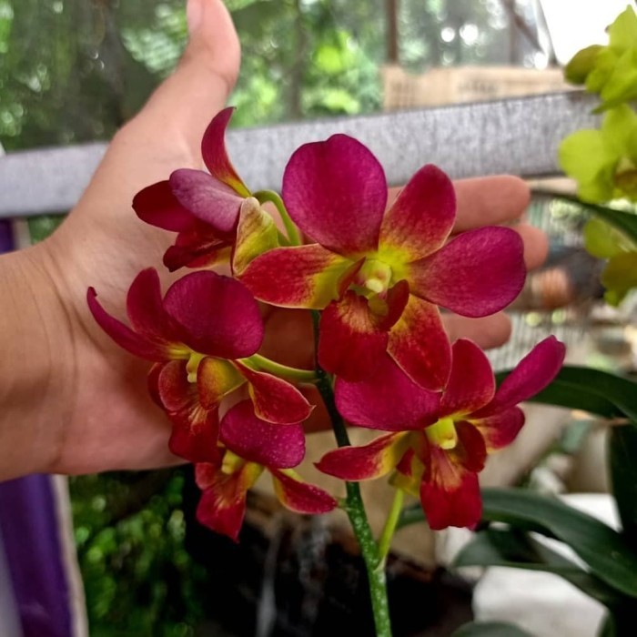 Anggrek Dendrobium Morning sun Dewasa terbaru