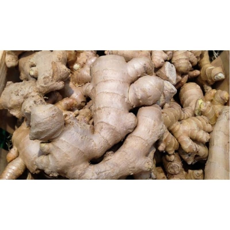 

Jahe Gajah/Jahe Putih Jumbo Segar Murah meriah Super [ PREMIUM ]