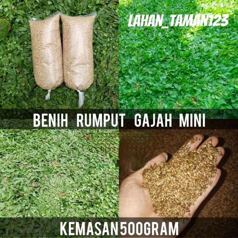 500gram benih rumput gajah mini/rumput gajah