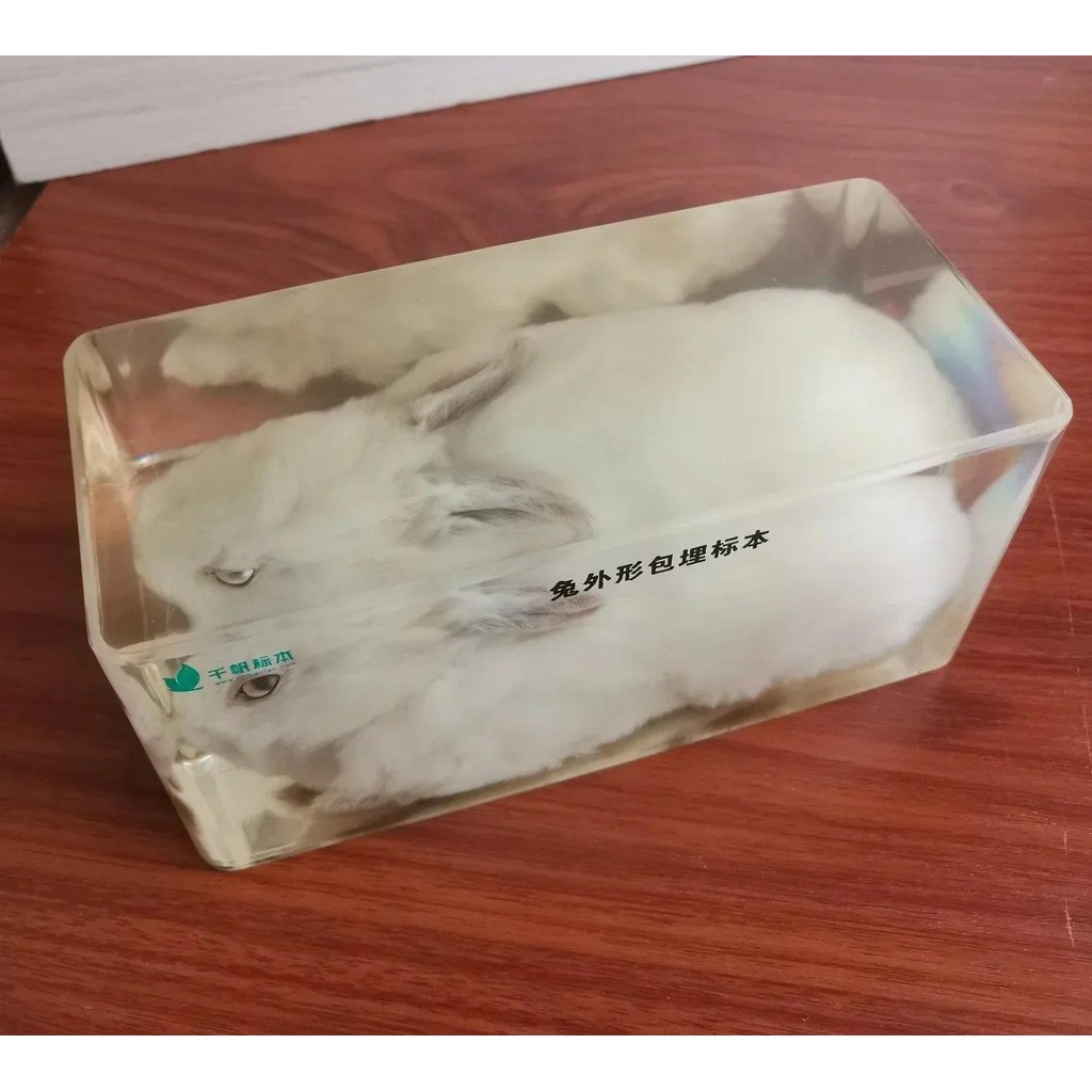 

True Rabbit Appearance Specimen Transparent Resin Embedded Specimen Teaching Animal Specimens Teaching Tools