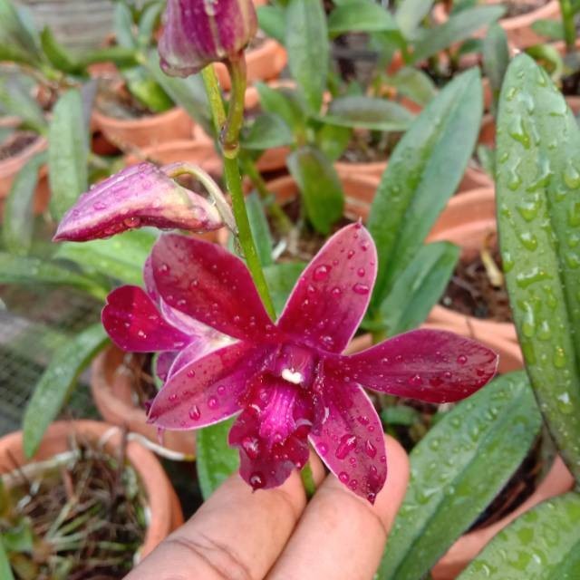 Anggrek Dendrobium Caesar Red Dewasa