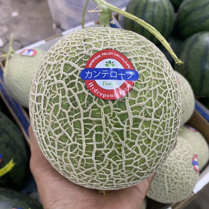 

melon cantaloupe manis daging oren | buah melom lembut super sweet pcs