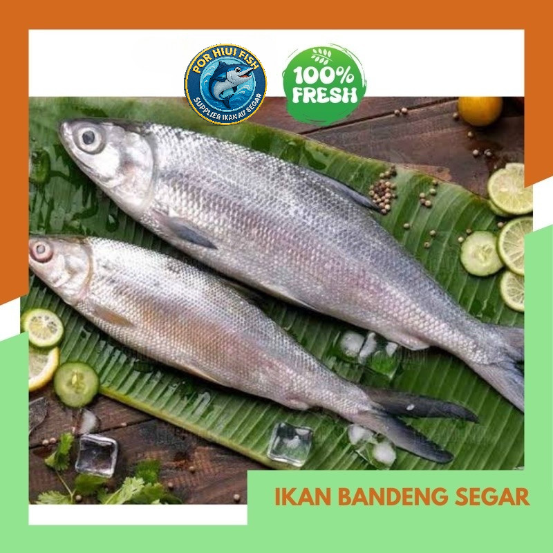 

Ikan Bandeng Segar per 500gr | Fresh Jogja