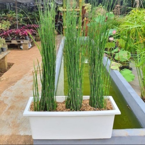 TANAMAN BAMBU AIR INC POT PANJANG