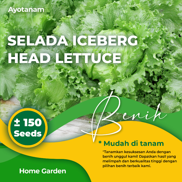 AYOTANAM Benih Selada Iceberg Head Lettuce ± 150 Benih