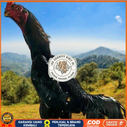 

telur tetas ayam shamo super valid UD GHANIYY BIBIT ID