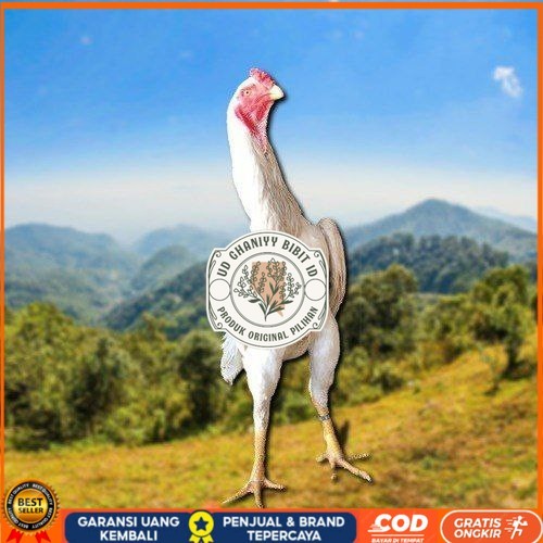 

telur tetas ayam shamo berkualitas UD GHANIYY BIBIT ID