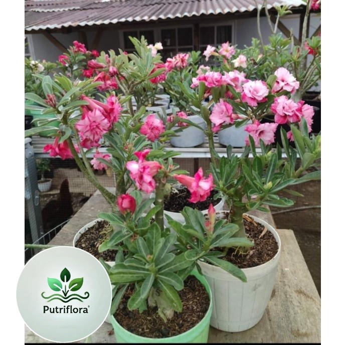 ( PROMO ) Adenium Grafting Size { C } Bunga Tumpuk 1 Pohon 3 Macam WARNA