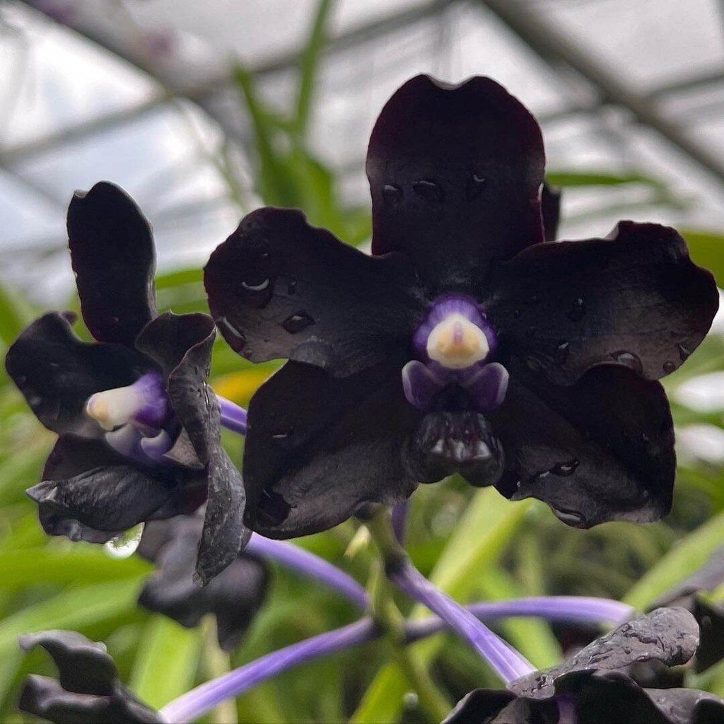 Tanaman Hias Anggrek Dendrobium Black - Anggrek Dendrobium Hitam