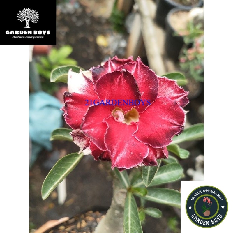 (BISA COD) bibit asli Adenium Bunga Tumpuk Original Dari Biji